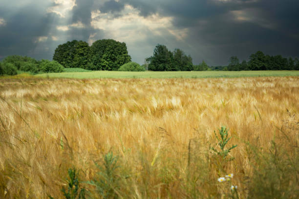 Beautiful yellow wheat field at sunset