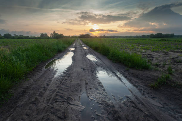 istock Wet dirt road with puddles between farmland and cloudy sunset 1663501938