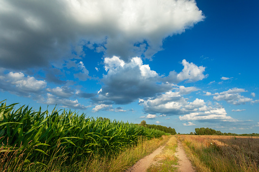 A dirt road next to a cornfield and small clouds in a July summer sky