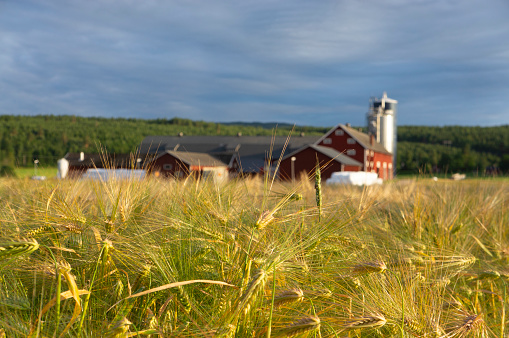Close up of wheat field with farm house and silo in background