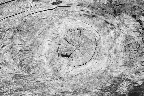 istock natural wood texture macro closeup 1663511145