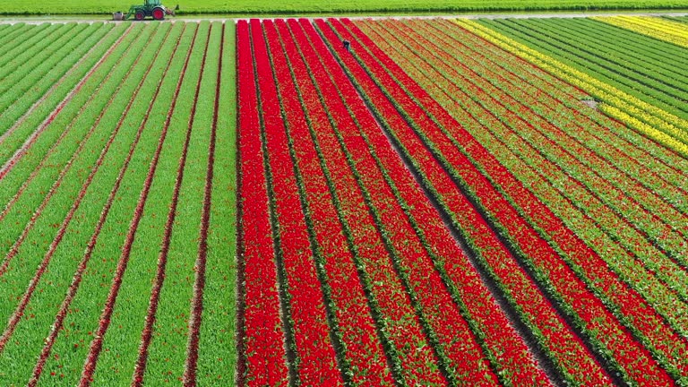 Typical Dutch landscape with red and yellow tulips Farmer cheks the flowers for disease