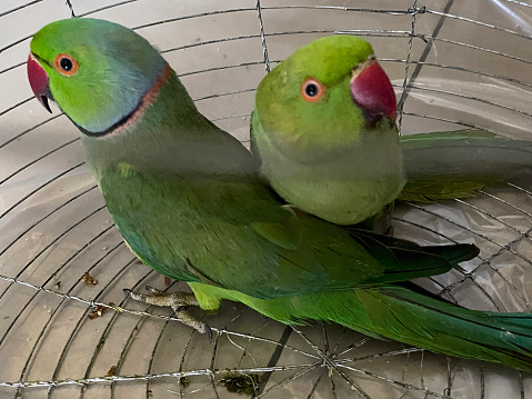 Stock photo of showing close-up view of transportation bird cage of Rose-ringed parakeets (Psittacula krameri) that have been bought from an outdoor market pet store.
