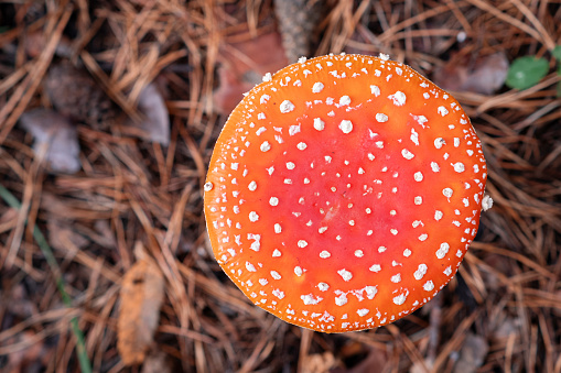 Inedible, poisonous mushroom is a red fly agaric. Beautiful forest background with a red mushroom close-up.