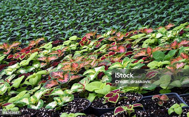 Blumenproduktion Stockfoto und mehr Bilder von Agrarbetrieb - Agrarbetrieb, Blume, Ernten