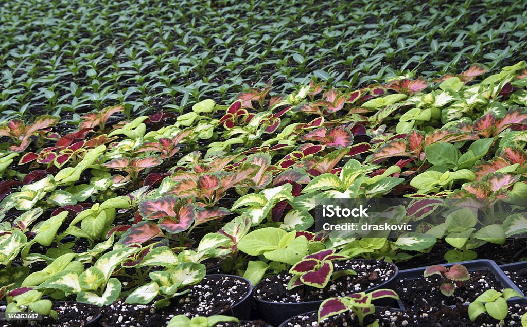 Produção de flores - Foto de stock de Agricultura royalty-free