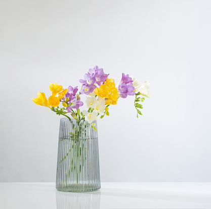 freesia flowers  in glass modern vase on white background