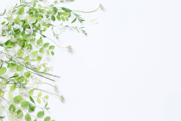istock wildflowers and plants on white background 1663536974