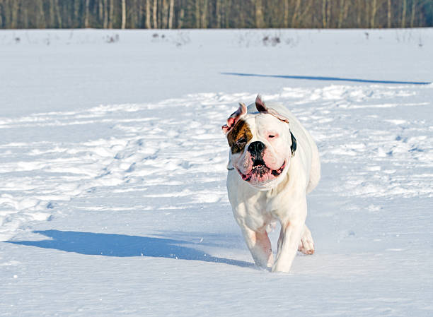 american bulldog walking in snow