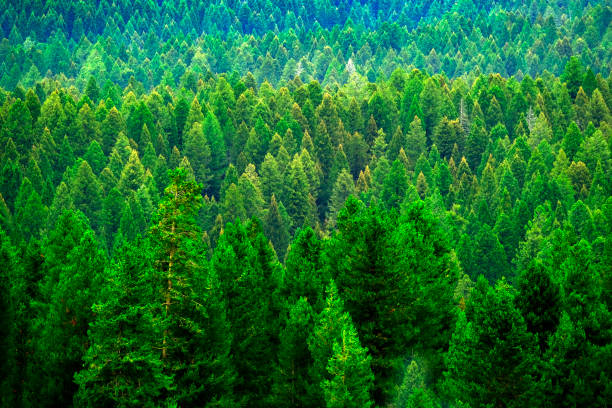 istock Lush Green Pine Forest in Wilderness Growth 1663551111