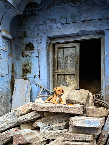 Stock photo showing an under nourished feral street dog lying on a heap of rubble stone slabs in front of a Jodhpur, old district, run-down residence, trying to keep out of the heat of the day. The buildings in the city's Old Quarter are painted an almost uniform blue, as to why? Nobody can agree on the reason.