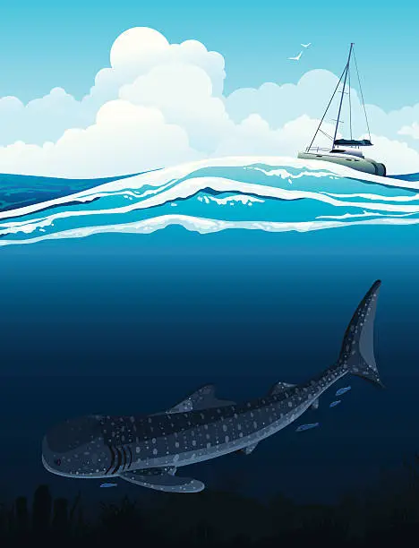 Vector illustration of Whale shark and boat