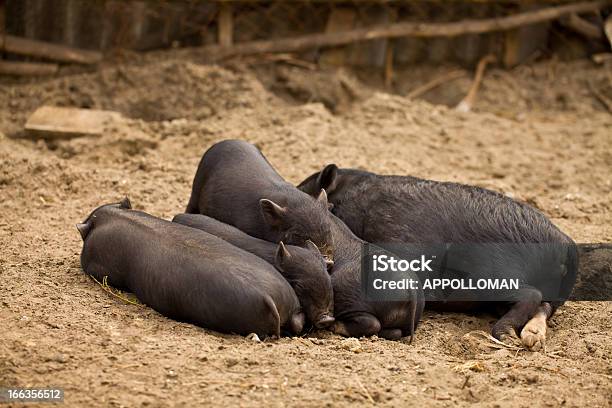 Familie Von Schweinen Stockfoto und mehr Bilder von Agrarbetrieb - Agrarbetrieb, Bildkomposition und Technik, Ferkel