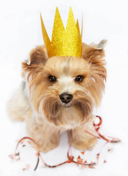 istock Small dog wearing gold crown celebrating birthday. 1663569097