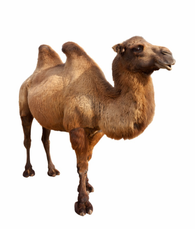 Standing bactrian camel (Camelus bactrianus). Isolated on white