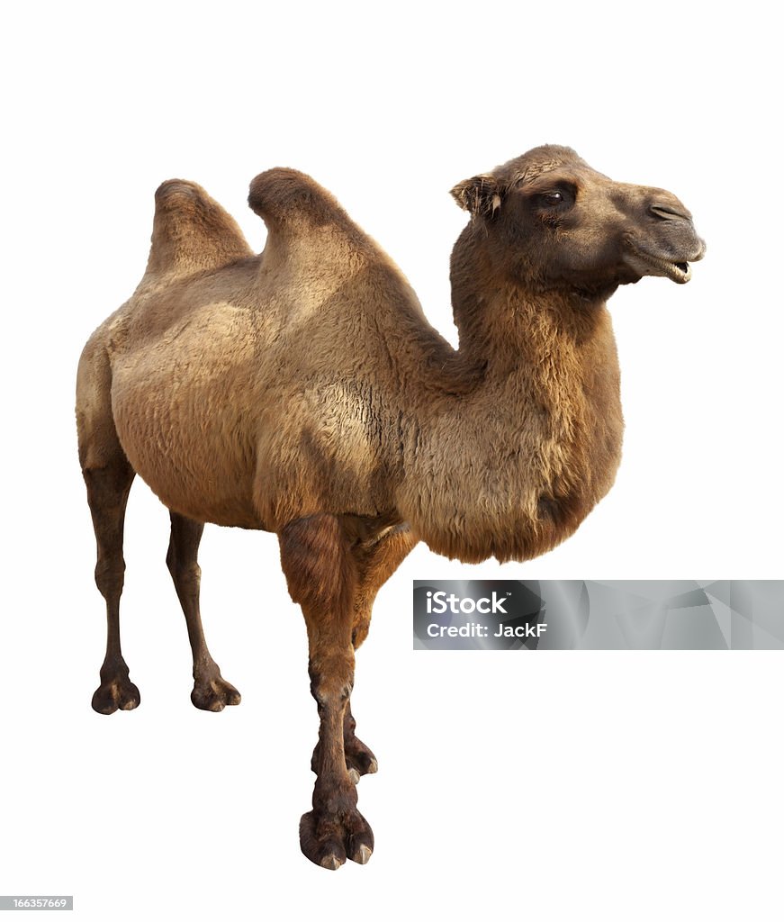 bactrian camel. Isolated on white Standing bactrian camel (Camelus bactrianus). Isolated on white Camel Stock Photo