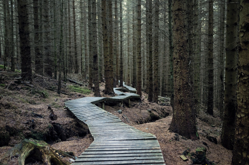 Dark Forest Trail