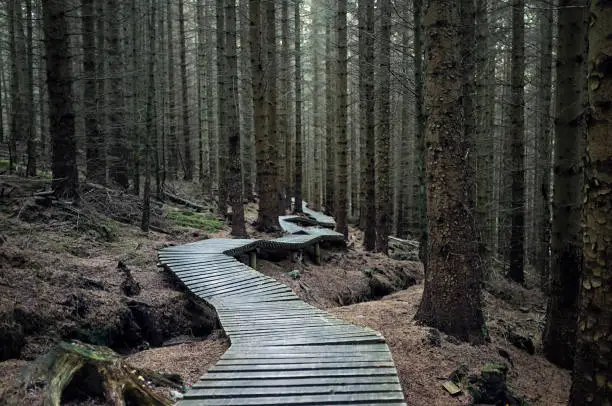 Photo of Dark Forest Trail