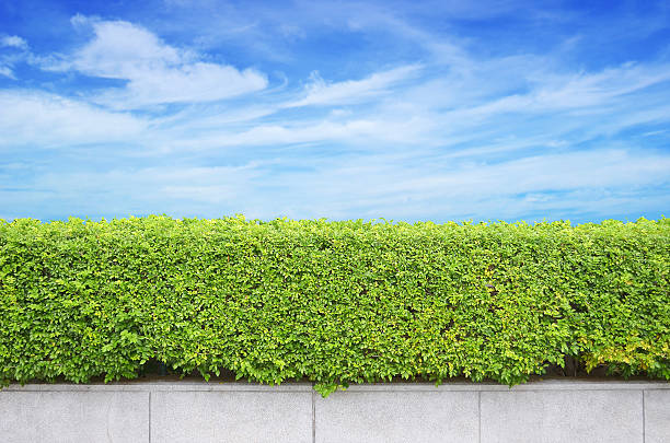istock shrubs fence on blue sky background 166357841