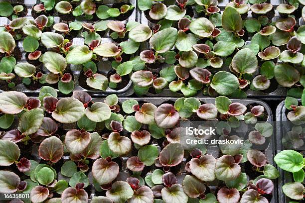 Flores De Produção - Fotografias de stock e mais imagens de Agricultura - Agricultura, Ao Ar Livre, Cor verde