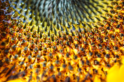 Close up of a Sunflower in sunlight