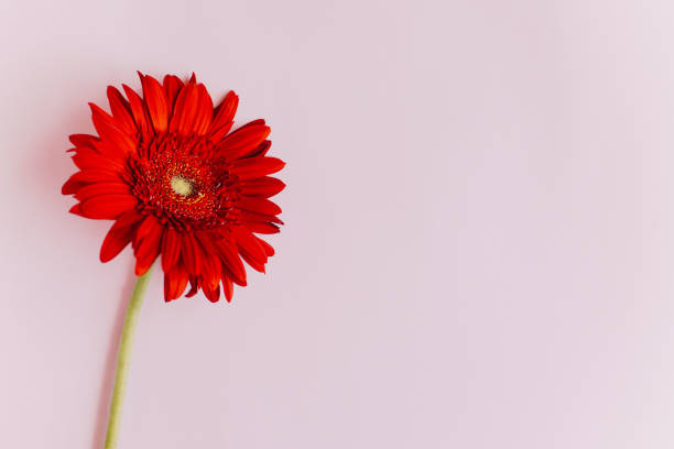 istock Beautiful red Herbera flower on a pink pastel background. 1663583779