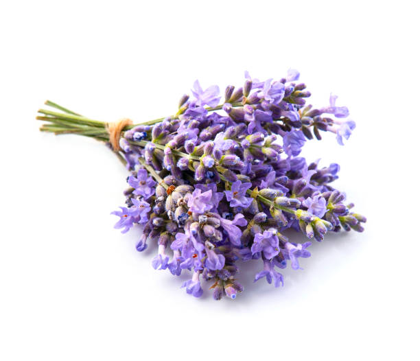istock Lavender flower on white backgrounds. 1663589358