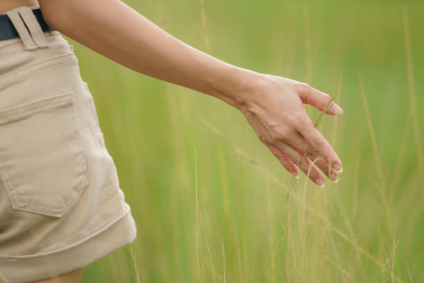 woman's hand touching plant in nature. - wheat freedom abundance human hand imagens e fotografias de stock