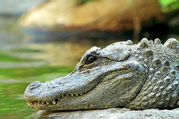 Chinese Alligator Alligator sinensis (Chinese Alligator) chinese alligator alligator sinensis stock pictures, royalty-free photos & images