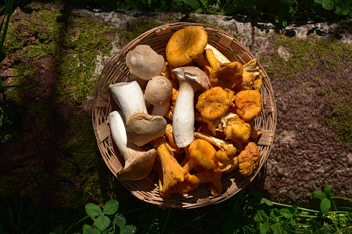A basket of freshly picked wild mushrooms that are the oyster mushroom and chanterelle mushrooms