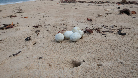 Turtle eggs on a beach in northeast Brazil. Camaçari- Bahia- Brazil.