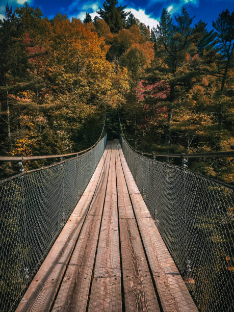 istock Suspension Bridge Leading to the Forest 1663633498