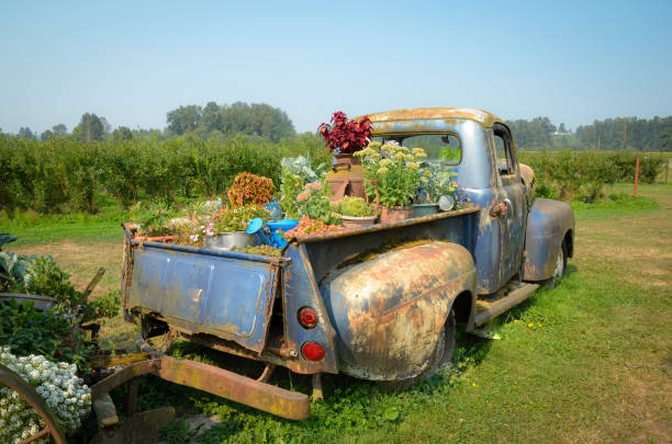 istock Rusty Truck with Flowers (Skagit Valley, Washington) 1663639553