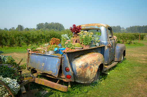 A rusty old truck is transformed into a flower bed in a farmer's field.