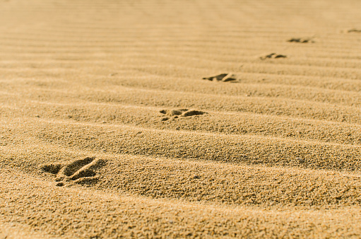 Bird footprints in Corralejo's dunes Fuerteventura, Spain