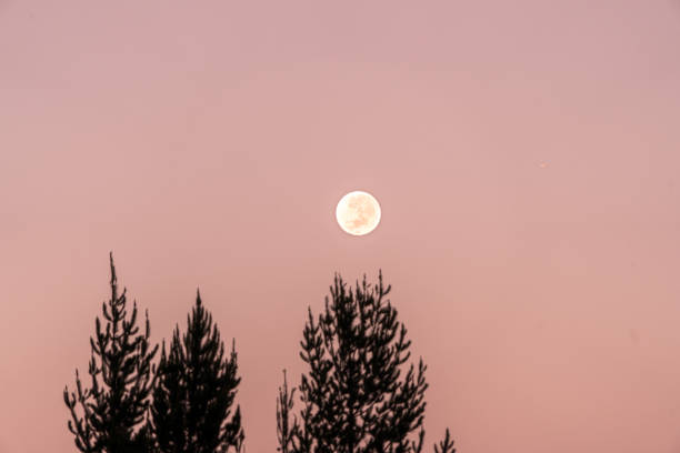 istock Pink sky with a beautiful full supermoon in a sunrise 1663640083