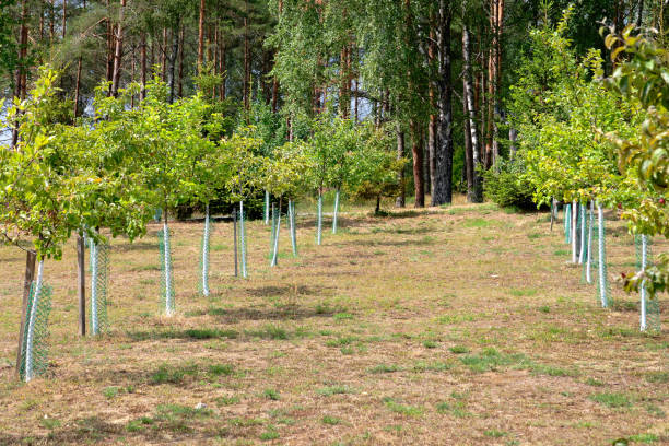 istock Young apple trees in the nursery against the background of the forest 1663643262