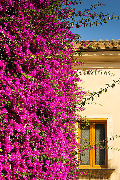 istock Bougainvillea and an house window 166364529