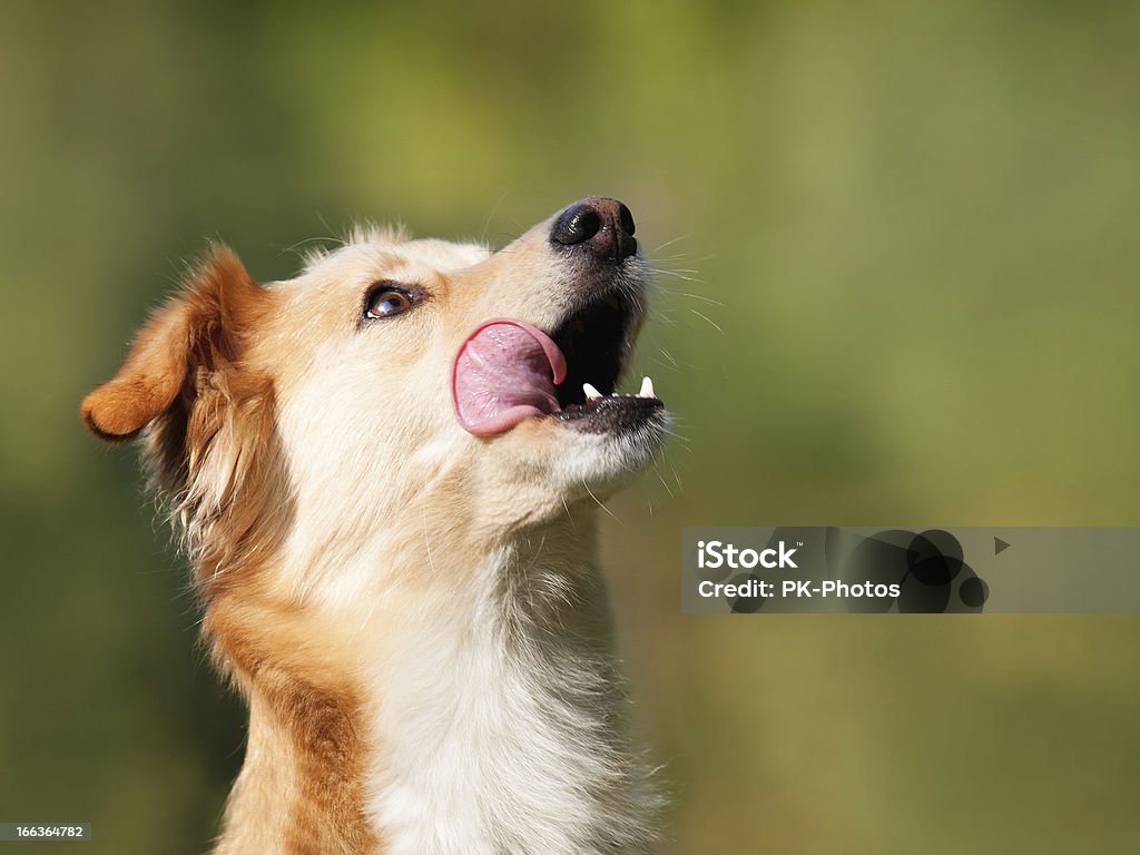 Hungry Dog - copy space hungry dog begging for a treat, copy space Dog Stock Photo