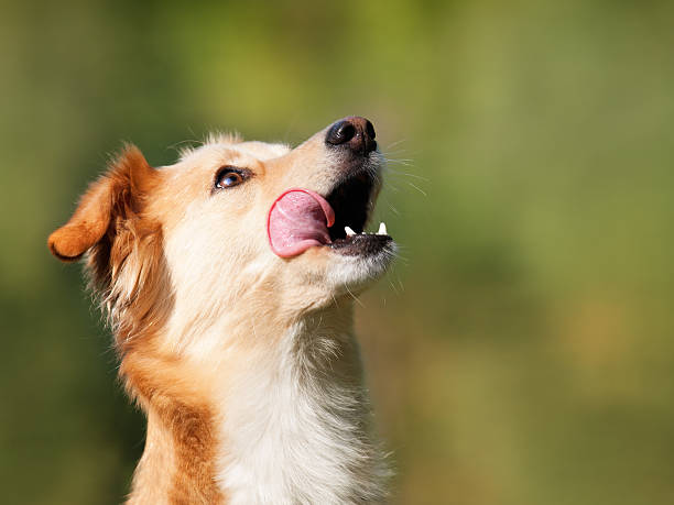 fome cachorro-espaço para texto - dog eating pets licking - fotografias e filmes do acervo