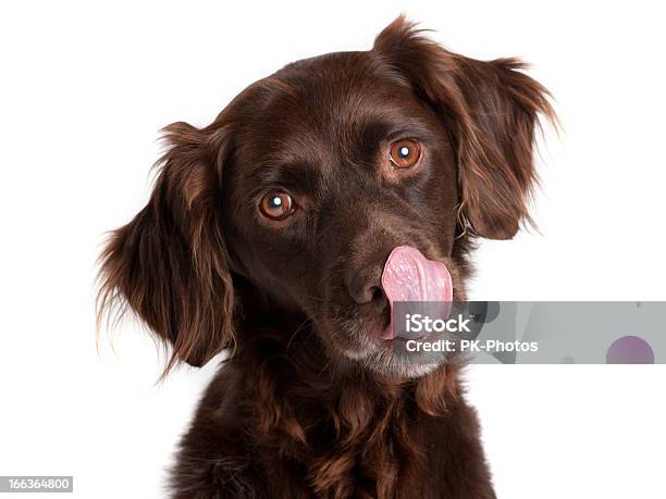 Hungrig Hund Stockfoto und mehr Bilder von Hund - Hund, Weißer Hintergrund, Essen - Mund benutzen