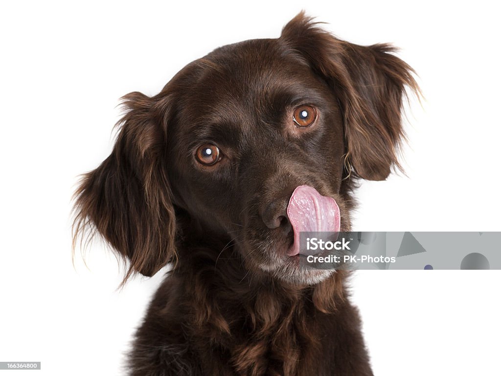 Cane Affamato - Foto stock royalty-free di Cane