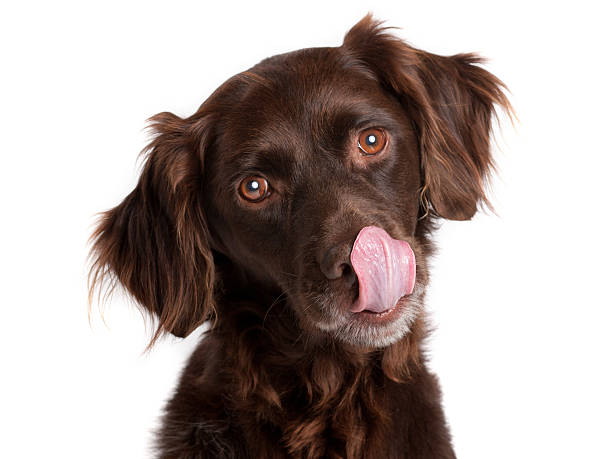 cane affamato - licking foto e immagini stock