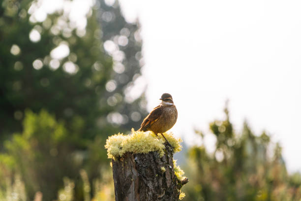istock Bird in the early morning on a tree 1663655117