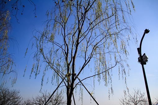 The low angle view of the bare tree with blue sky in West lake, Hangzhou, China in winter. Travel and nature scene. Famous park in China.