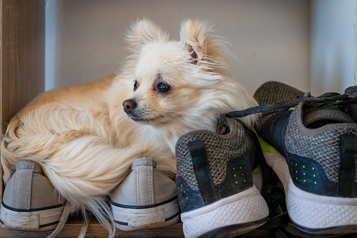 Spitz pom dog resting and sleeping on master's shoes at home