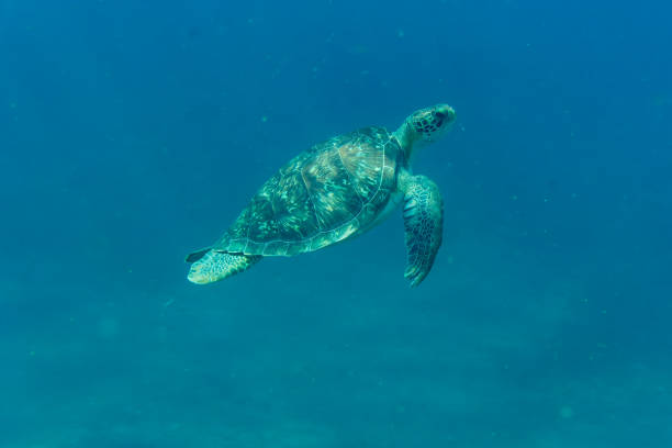 istock A sea turtle comes to the surface 1663657833