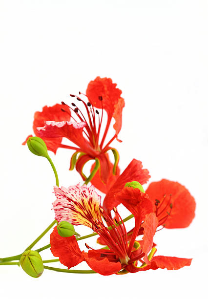 poinciana flower on white background stock photo