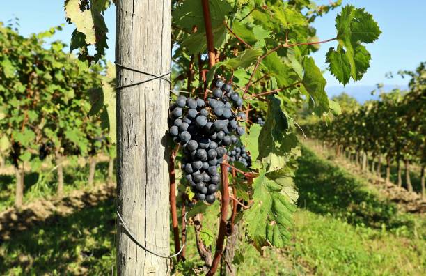 istock Refosco grapes hanging on vineyard in september. 1663670788