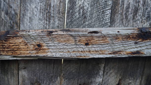 istock Rustic wood planks background. Classic Wood texture and background 1663676347